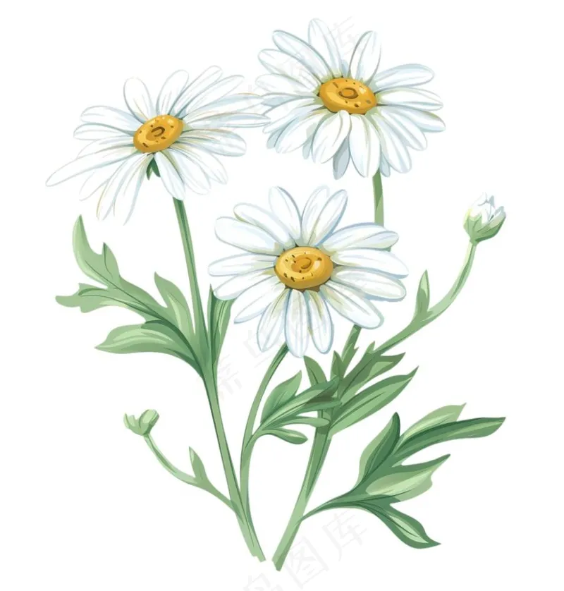 春天小雏菊花朵植物卡通插画免抠(1024x1072)