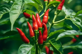 红辣椒种植蔬菜摄影图