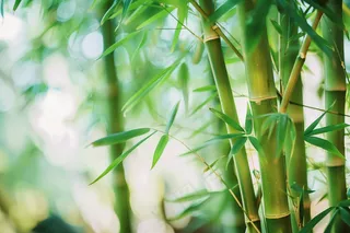 春夏竹林绿色清凉摄影图