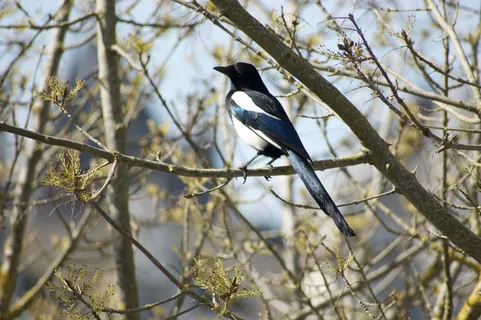 户外喜鹊鸟类生物