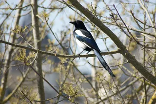 户外喜鹊鸟类生物