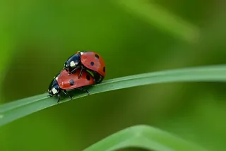 瓢虫恋春时的温馨瞬间