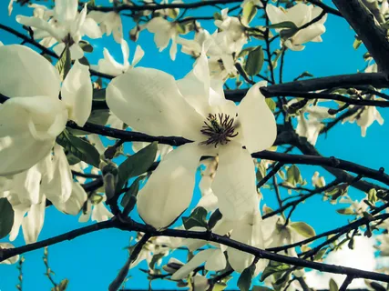 户外玉兰花花朵