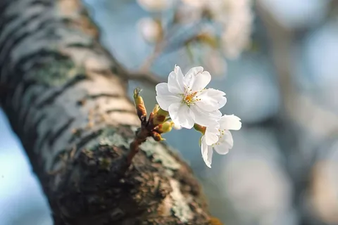 春日樱花花朵摄影图
