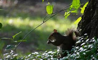 户外可爱松鼠动物
