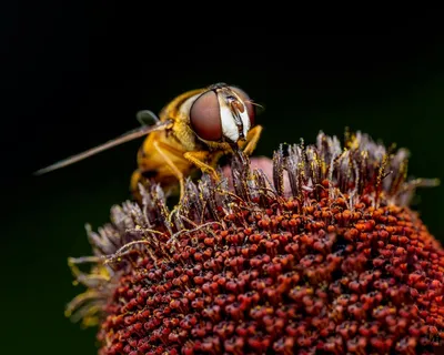花丛中的棕黄飞虫