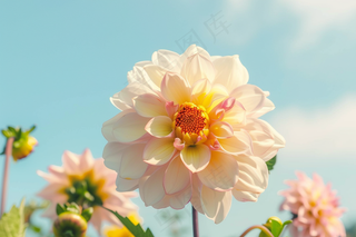 白粉鲜花花朵春夏摄影图