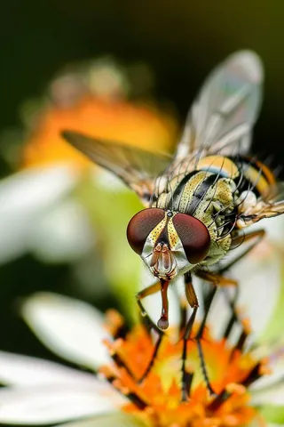 苍蝇鲜花春天摄影图