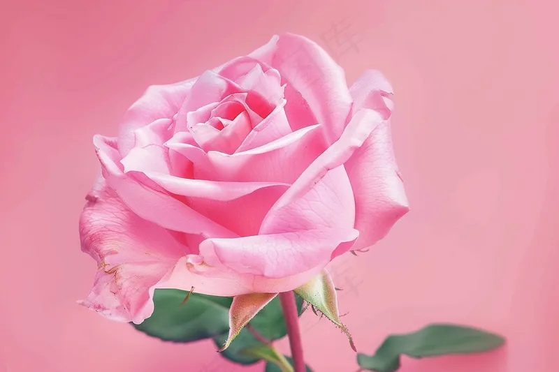 玫瑰花鲜花花朵摄影图(4032x2688)