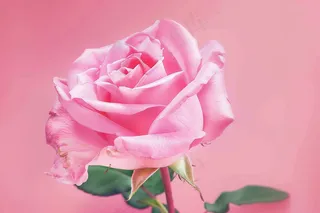 玫瑰花鲜花花朵摄影图