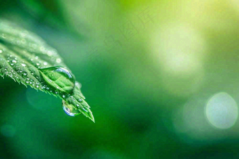 绿叶上挂着露珠水滴绿色立春雨水寒露摄影图(1344x896)