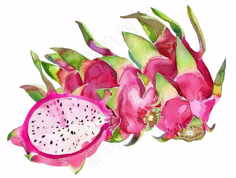 火龙果水果水彩插画免抠(1232x928)