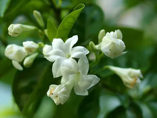 栀子花白色花朵植物摄影图