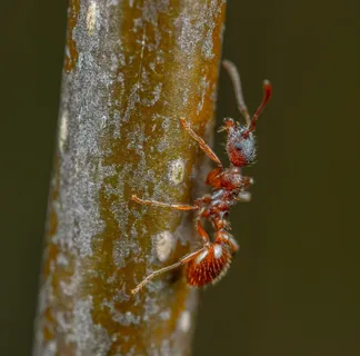 树枝上的红色蚂蚁