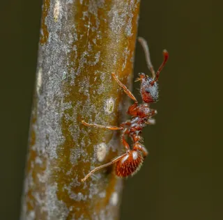 树枝上的红色蚂蚁