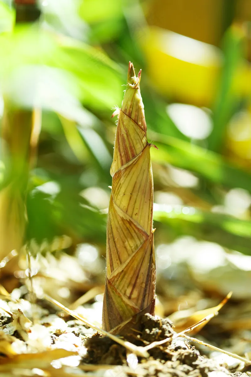 户外竹林竹笋