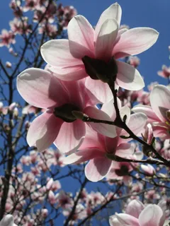 户外玉兰花花朵 户外玉兰花花朵