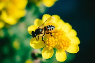春天油菜花蜜蜂采蜜摄影图