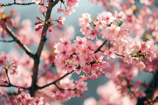 春日樱花花朵摄影图