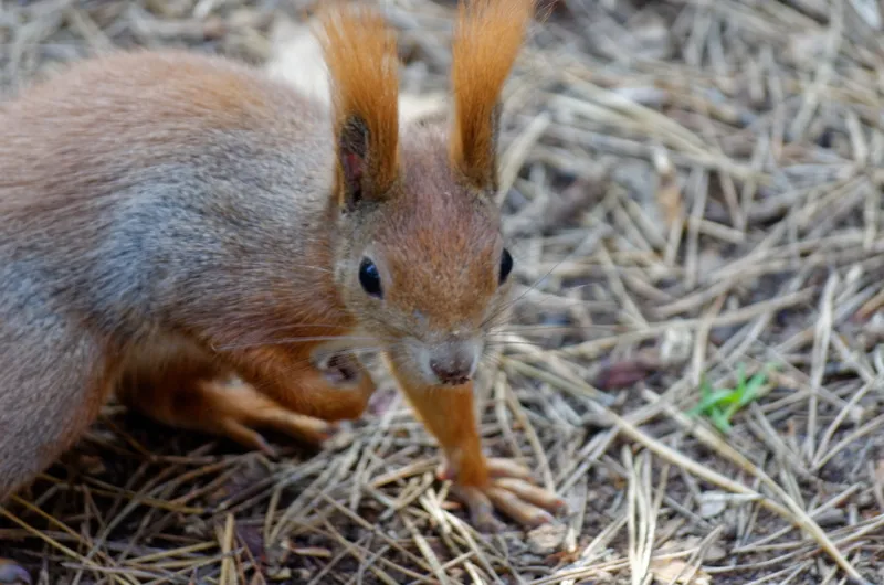 户外可爱松鼠动物