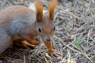 户外可爱松鼠动物