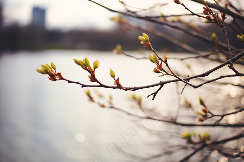 春天万物复苏树枝抽新芽摄影图