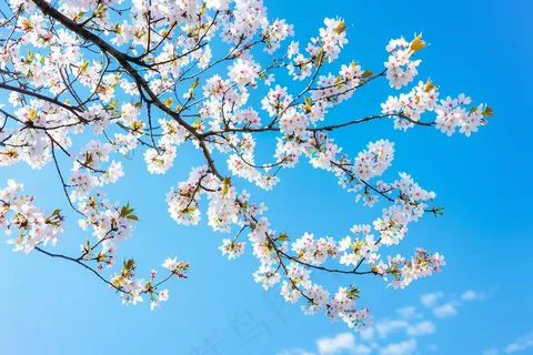 春日樱花花朵摄影图