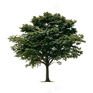 PSD免抠乌桕树