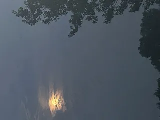 树木和月光的完美结合