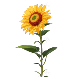 黄色向日葵免抠素材52