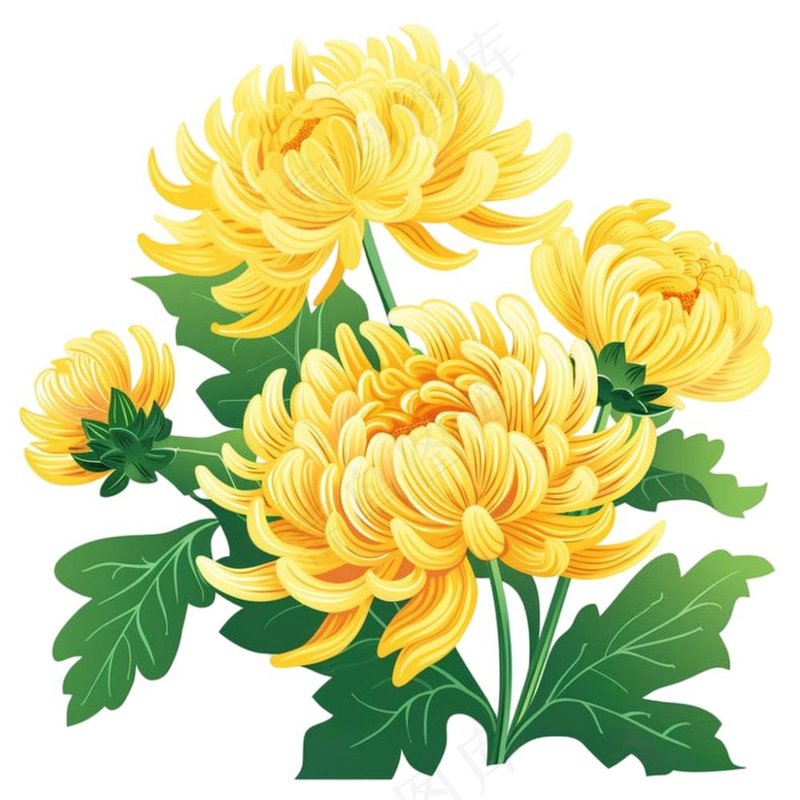 菊花黄菊盛开植物插画免抠(1024x1024)