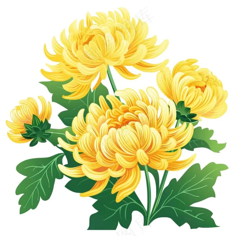 菊花黄菊盛开植物插画免抠(1024x1024)