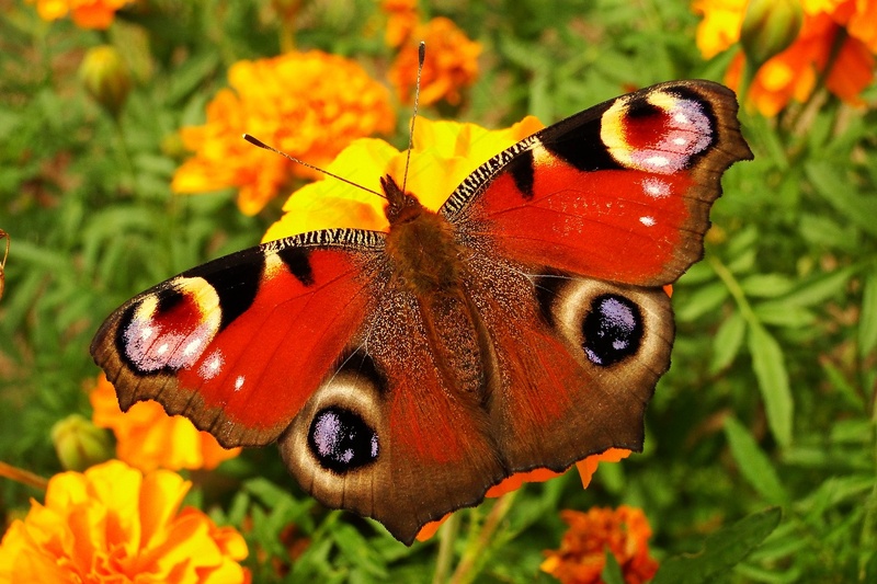 蝴蝶春天花丛蝶恋花摄影图