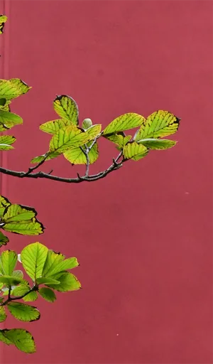 红墙与植物