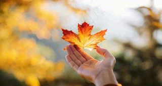 秋天手拿着一片红色枫叶金秋立秋秋分摄影图