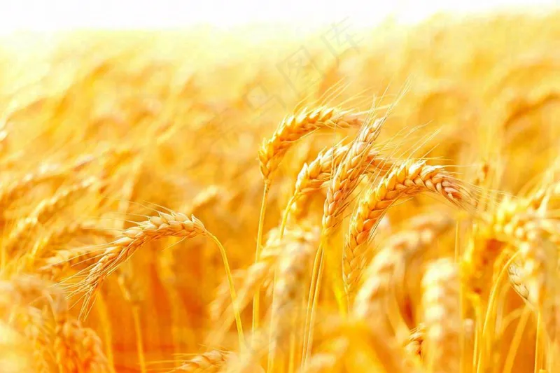 金黄的麦田小麦麦穗芒种秋收秋分摄影图(1344x896)