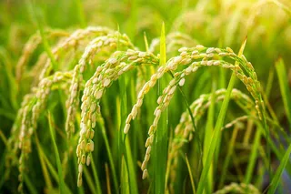 水稻农田种植粮食稻穗摄影图