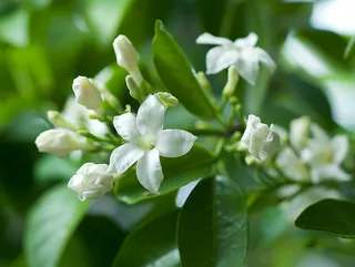 栀子花白色花朵植物摄影图