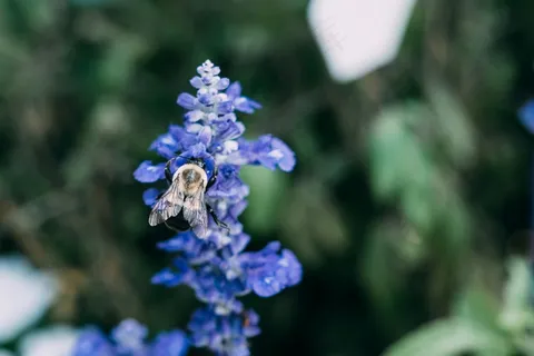 蓝色花园里的授粉者 蓝色花园里的授粉者