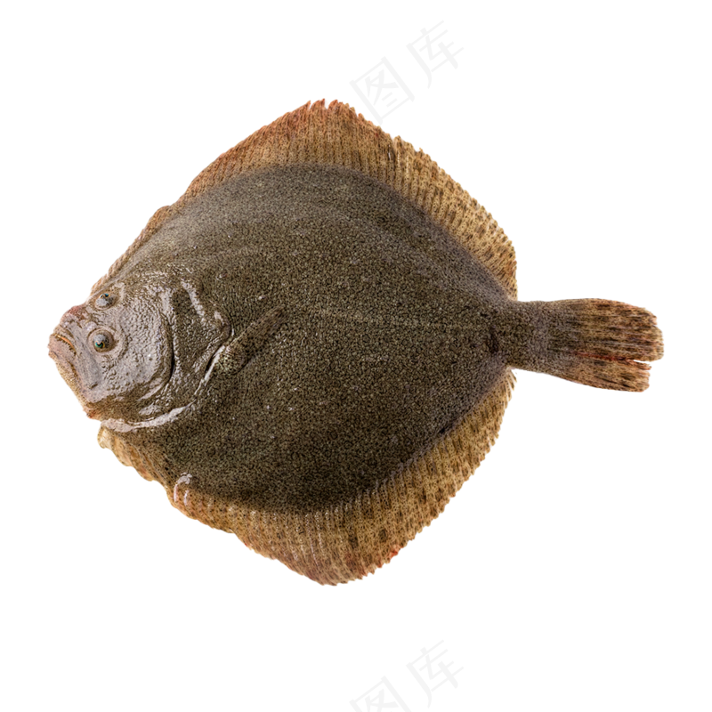 多宝鱼透明素材