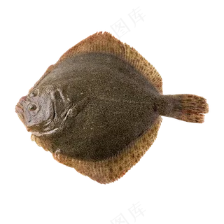 多宝鱼透明素材