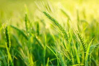 绿色小麦田麦穗粮食生长小满芒种摄影图