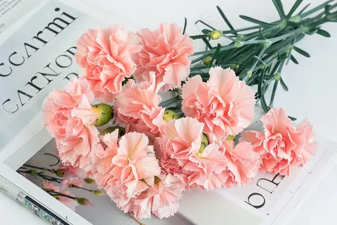 康乃馨鲜花花束摄影图