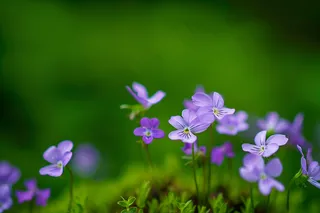 紫色浆醋花花丛春夏摄影图
