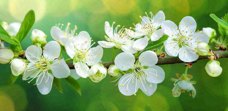 春天白花李花立春春分惊蛰绿色摄影图