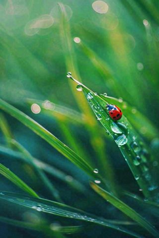 绿叶草丛露珠瓢虫昆虫雨水谷雨惊蛰摄影图