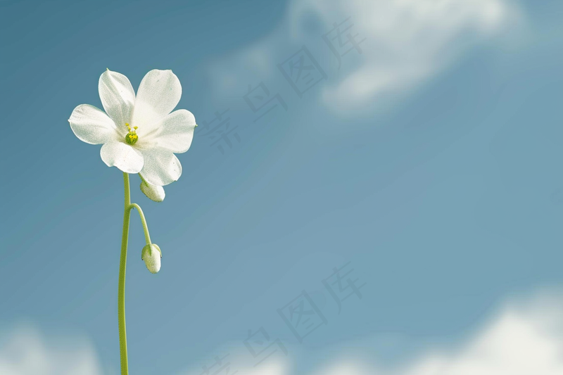 一束白花蓝天背景摄影图(4032x2688)