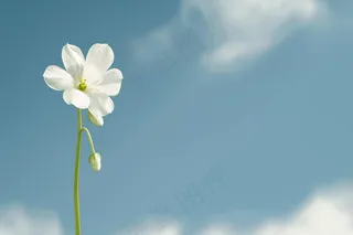 一束白花蓝天背景摄影图