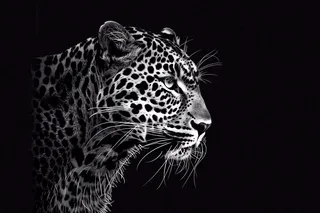 黑暗中的猎豹头部特写动物摄影图