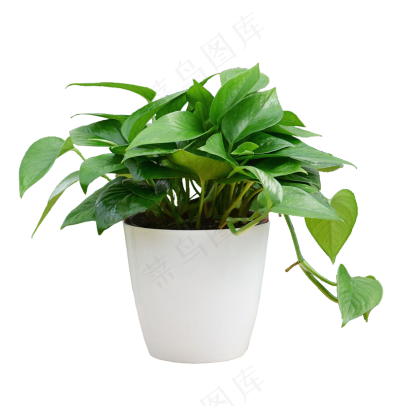 绿萝绿色植物桌面装饰海报素材png免抠图